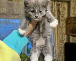 Кошки в Ступино: Котенок в добрые руки Девочка, Бесплатно - фото 1