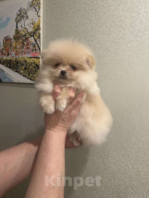 Собаки в Перми: Померанский шпиц Девочка, 35 000 руб. - фото 5