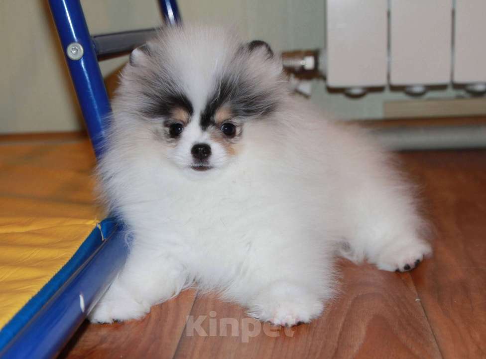 Собаки в Люберцах: Супер девочка шпица Девочка, 80 000 руб. - фото 5