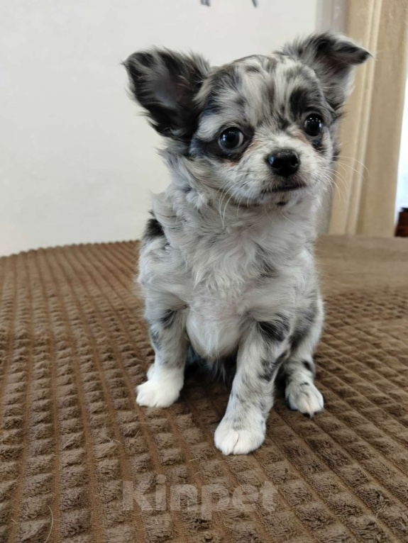 Собаки в других городах Челябинской области: ЧИХУАХУА ЩЕНКИ  Девочка, 65 000 руб. - фото 1