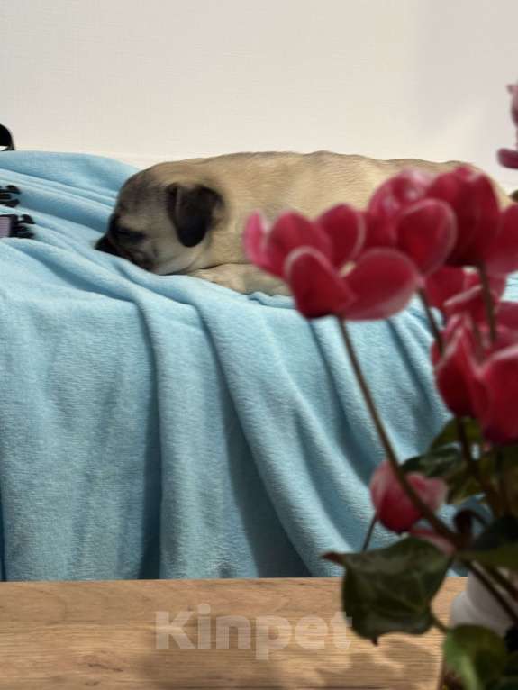 Собаки в Санкт-Петербурге: Щенок мопса Мальчик, 21 000 руб. - фото 2