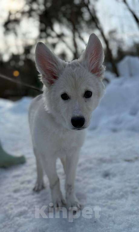 Собаки в Красногорске: Малышка Николь 3,5 месяца в добрые руки Девочка, Бесплатно - фото 1