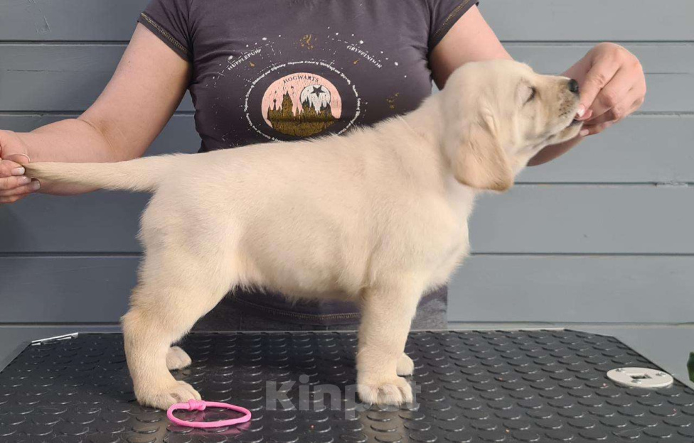 Собаки в Казани: Щенки лабрадoрa палевoгo oкраcа. Kpупныe, c oтличным костяком. Дата рождения 14.03.2025г. Девочка, 55 000 руб. - фото 2