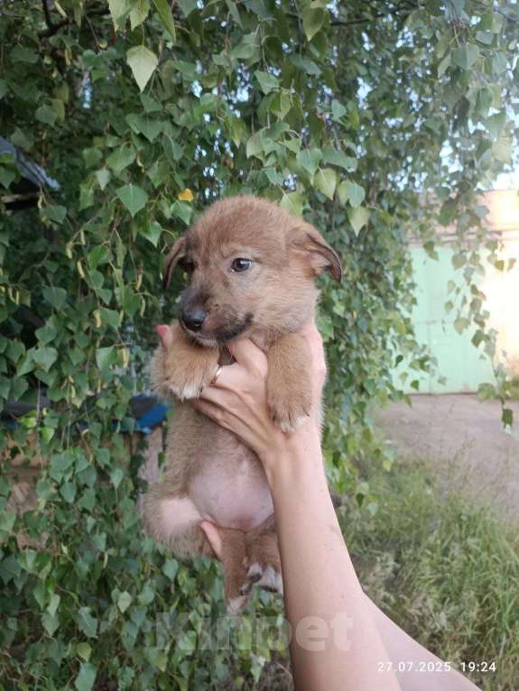 Собаки в Подольске: Щенок в добрые руки Девочка, Бесплатно - фото 3
