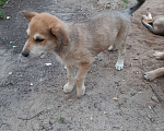 Собаки в Кубинке: Коля Мальчик, Бесплатно - фото 2