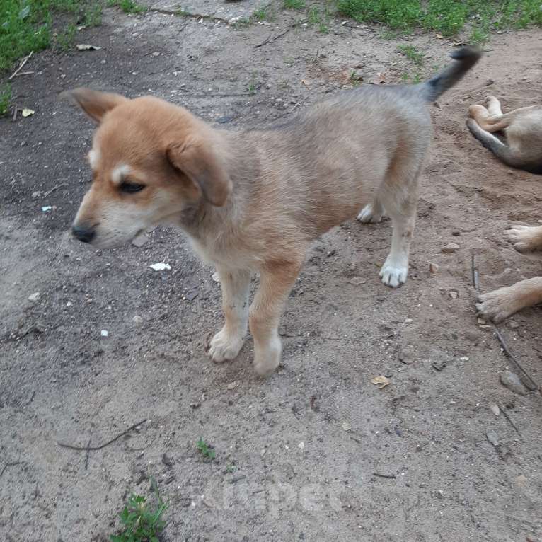 Собаки в Кубинке: Коля Мальчик, Бесплатно - фото 2