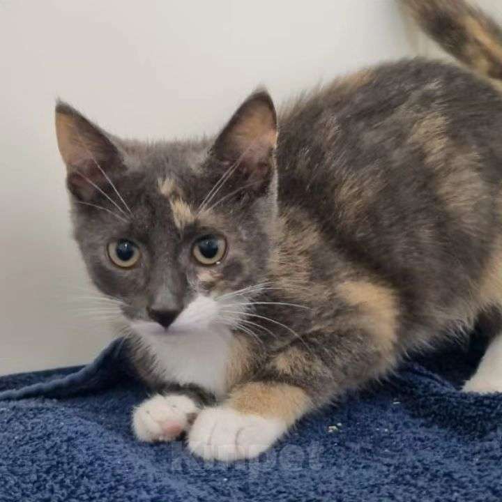 Кошки в Москве: Котенок Карамелька ищет домик Девочка, Бесплатно - фото 4