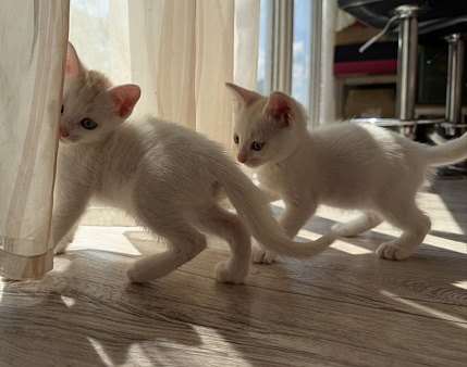 Котенок в ответственные руки