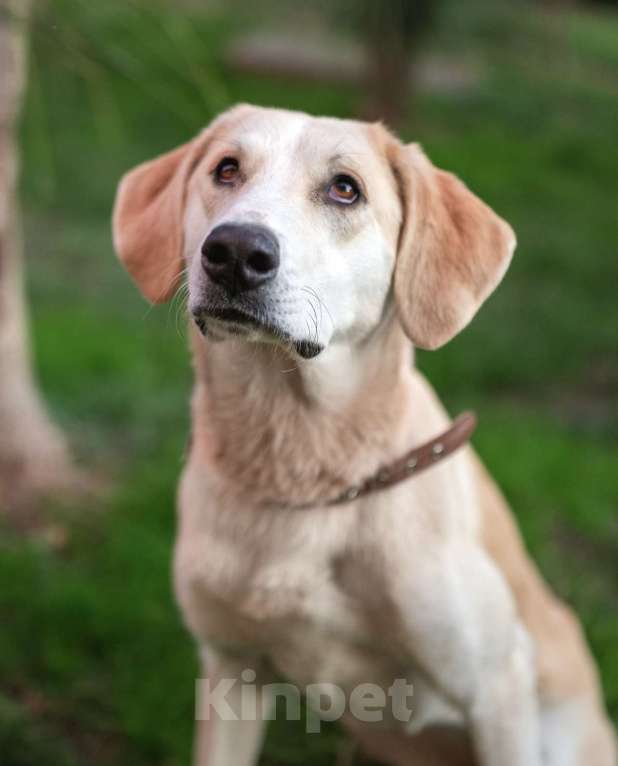 Собаки в других городах Краснодарского края: Добрейшая собака Челси в добрые ручки  Девочка, Бесплатно - фото 4
