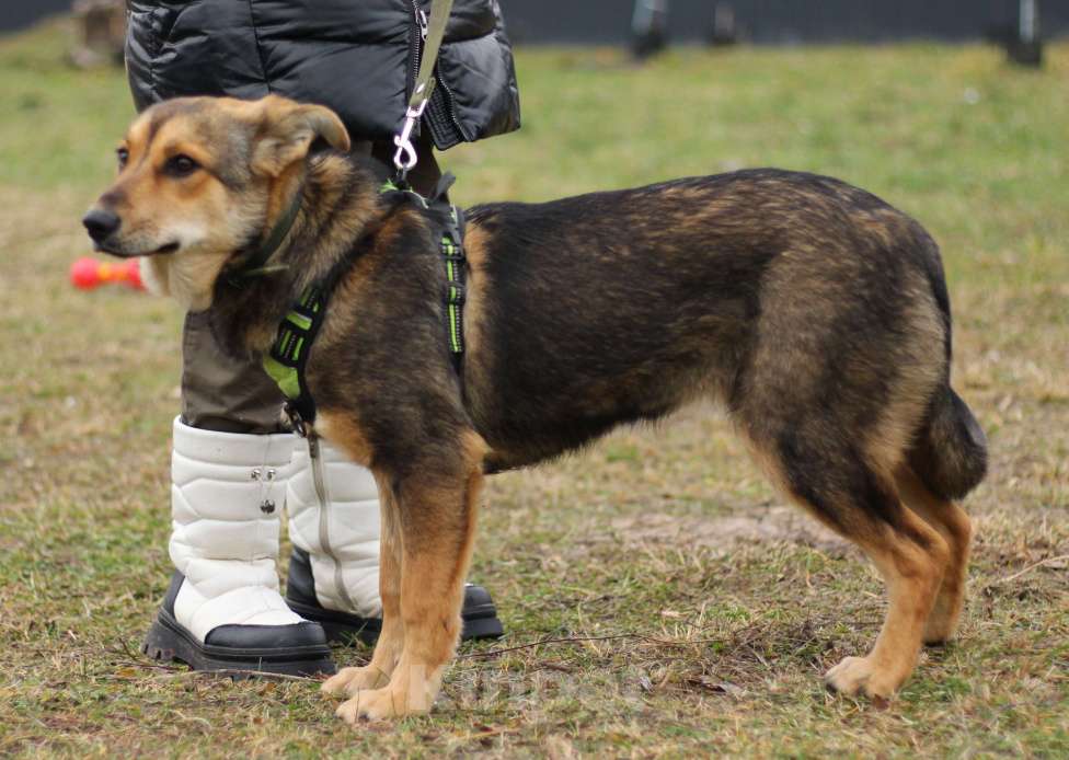 Собаки в Серпухове: Джерри.  Молодая собака для вольера. Девочка, Бесплатно - фото 3