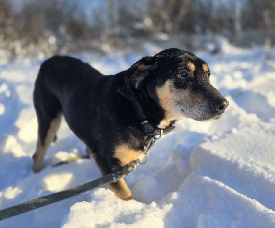 Собаки в Королеве: Габи – скромная и тихая собака. Девочка, Бесплатно - фото 9