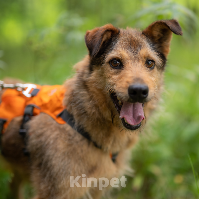 Собаки в Москве: Рашель Девочка, Бесплатно - фото 2