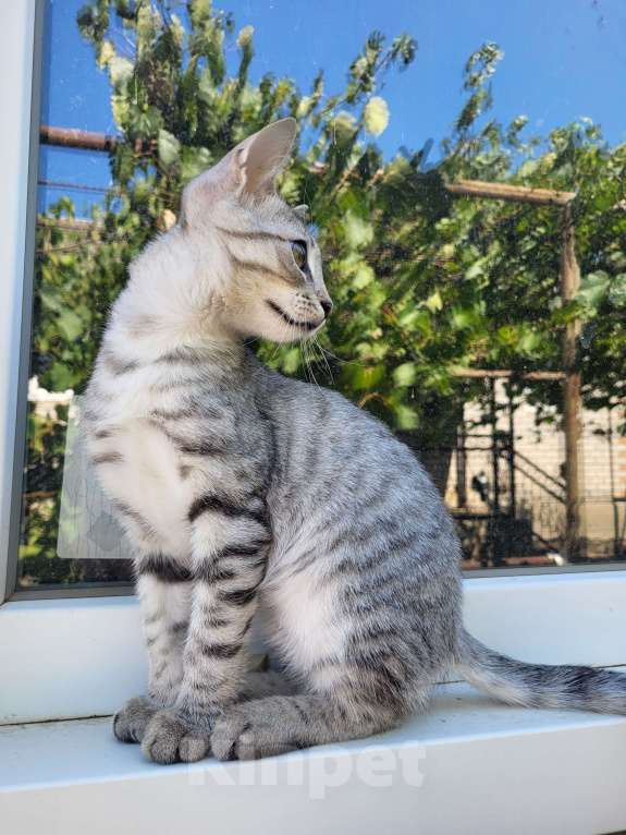 Кошки в других городах Ставропольского края: Камышовый кот Мальчик, 6 000 руб. - фото 2