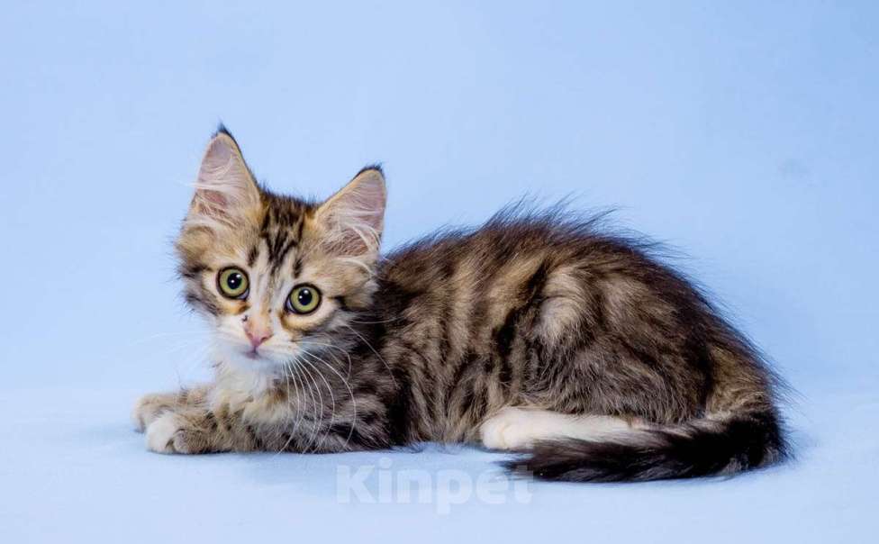 Кошки в Москве: Сибирский котенок Мальчик, 45 000 руб. - фото 1