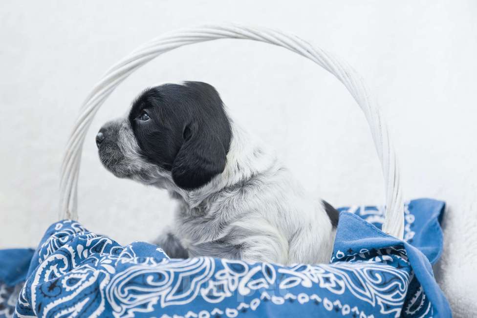 Собаки в Владивостоке: Щенки русского охотничьего спаниеля Мальчик, 50 000 руб. - фото 5