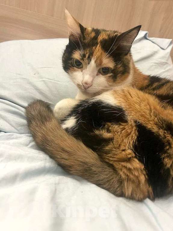 Кошки в Москве: Ямайка ищет дом. Спокойный, надёжный и любящий Девочка, 10 руб. - фото 2