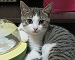 Кошки в других городах Краснодарского края: Котенок в добрые руки Мальчик, 500 руб. - фото 2