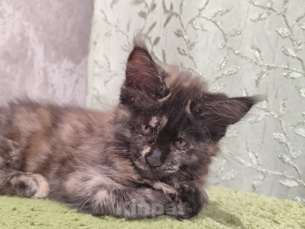 Кошки в Москве: Котёнок, Мейн кун Гера Девочка, Бесплатно - фото 9