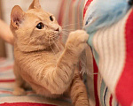 Кошки в Малоархангельске: "Золотой Остап", 55 руб. - фото 1