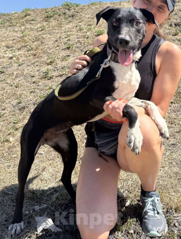 Собаки в Симферополе: Метис стаффа в семью )  Девочка, Бесплатно - фото 2