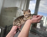 Кошки в Санкт-Петербурге: Бенгальский котёнок Девочка, 45 000 руб. - фото 6