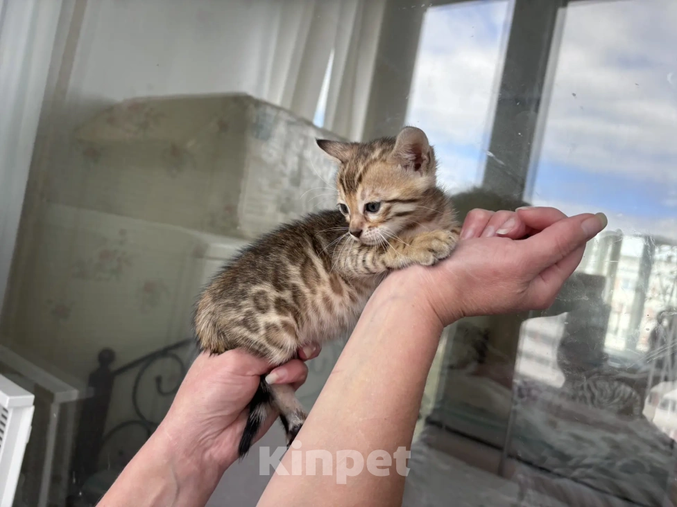 Кошки в Санкт-Петербурге: Бенгальский котёнок Девочка, 45 000 руб. - фото 6