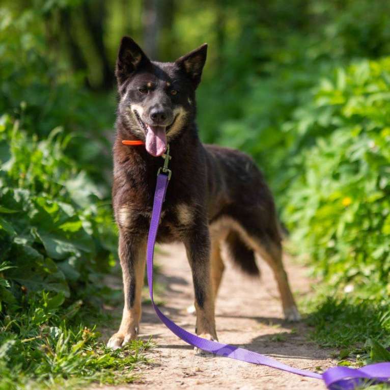 Собаки в Москве: Мася Девочка, Бесплатно - фото 3