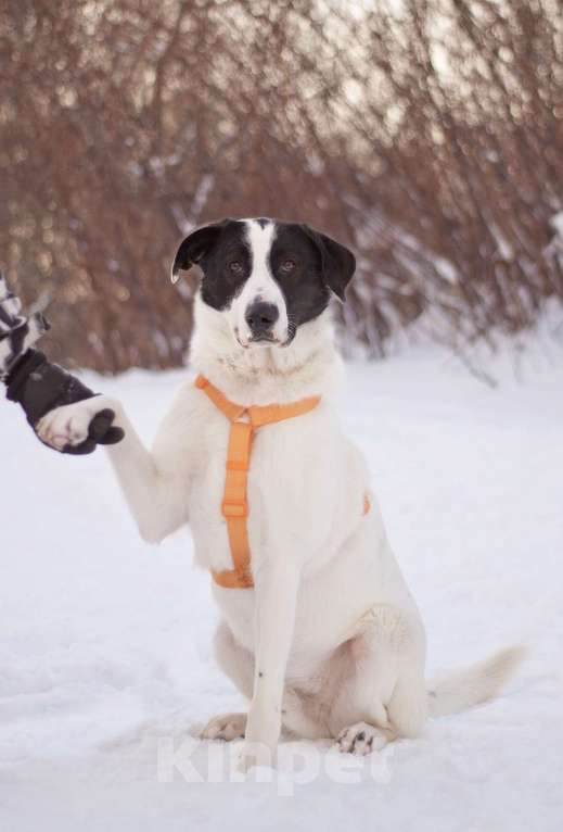 Собаки в Москве: Позитивный и общительный Макс в добрые руки Мальчик, Бесплатно - фото 3