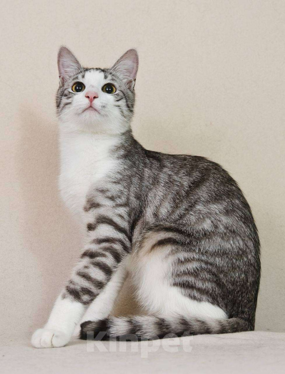 Кошки в Москве: Тиша в костюмчике готов стать домашним Мальчик, Бесплатно - фото 8