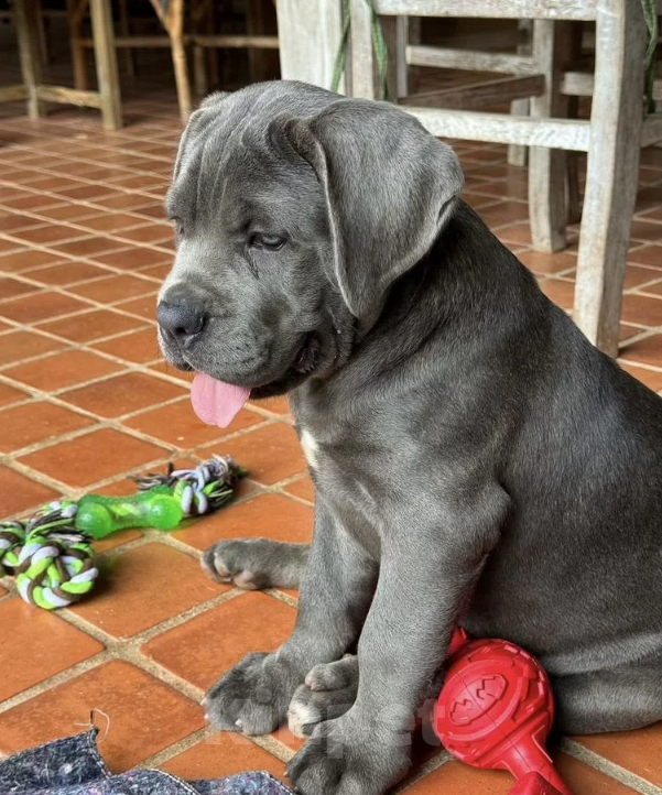 Собаки в Краснодаре: Щенки кане корсо от Топ питомника Девочка, 200 000 руб. - фото 2