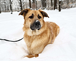 Собаки в Москве: Собака бесплатно Москва Мальчик, Бесплатно - фото 8