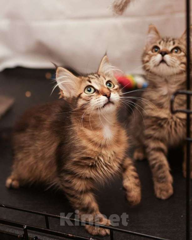 Кошки в Москве: Пушистый котенок в добрые руки  Девочка, Бесплатно - фото 2