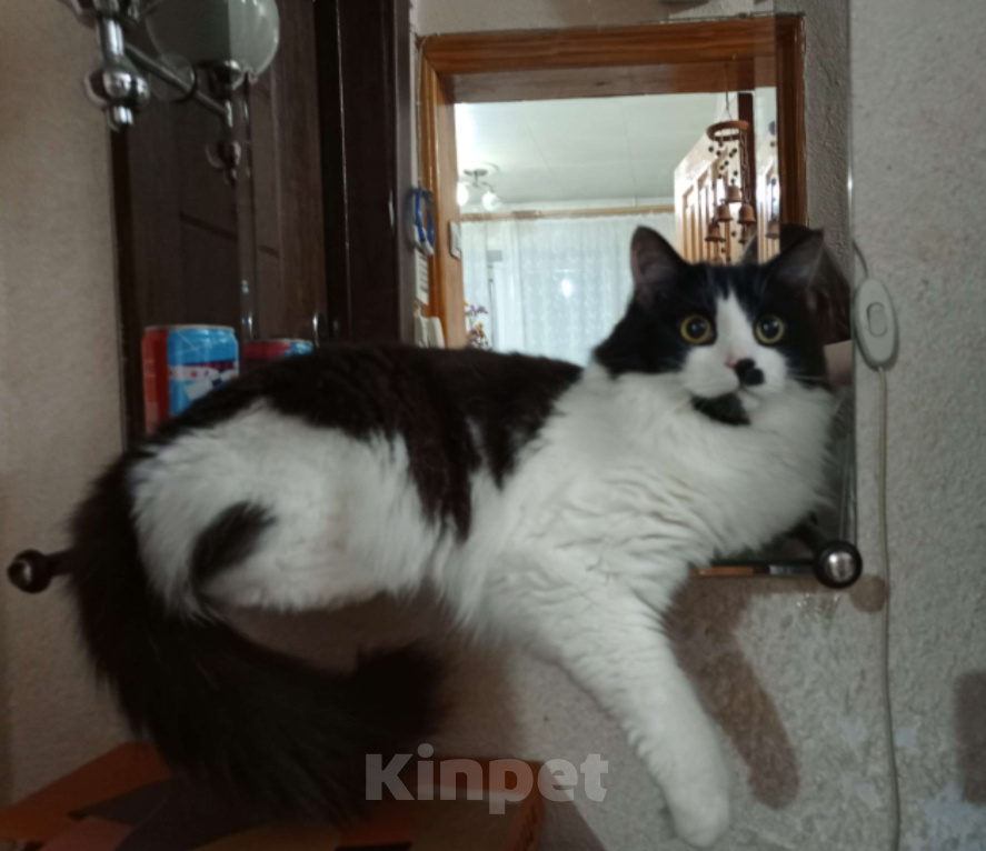 Кошки в Брянске: потерялся кот. выпрыгнул из балкона на улице Медведева 13. Мальчик, Бесплатно - фото 3