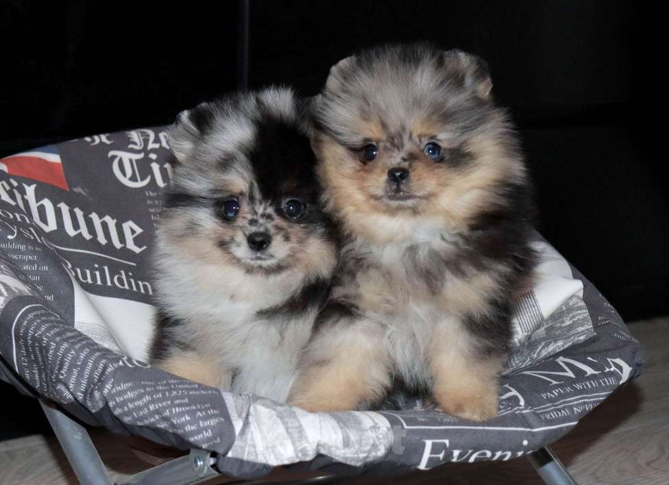 Собаки в Москве: Голубоглазая💎 девочка шпица Девочка, 55 000 руб. - фото 2