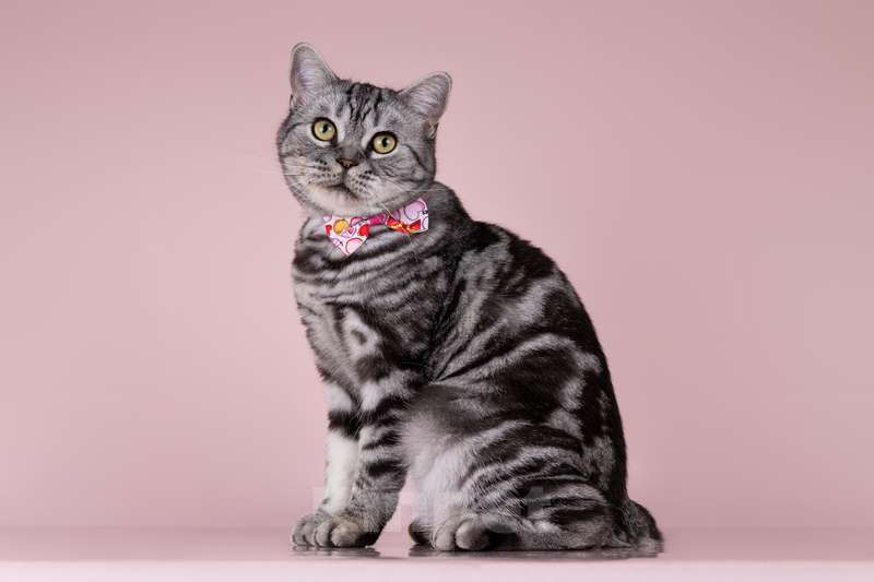 Кошки в Москве: Шотландская мраморная кошка Моника в добрые руки Девочка, 10 руб. - фото 2