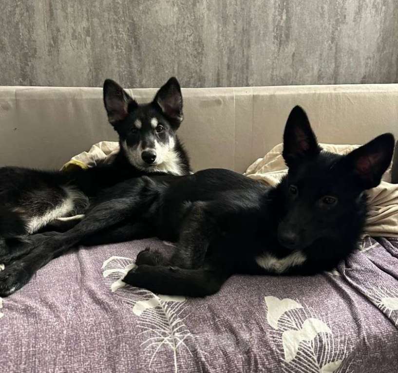 Собаки в Москве: Изящная красотка Джесси ищет дом Девочка, Бесплатно - фото 1