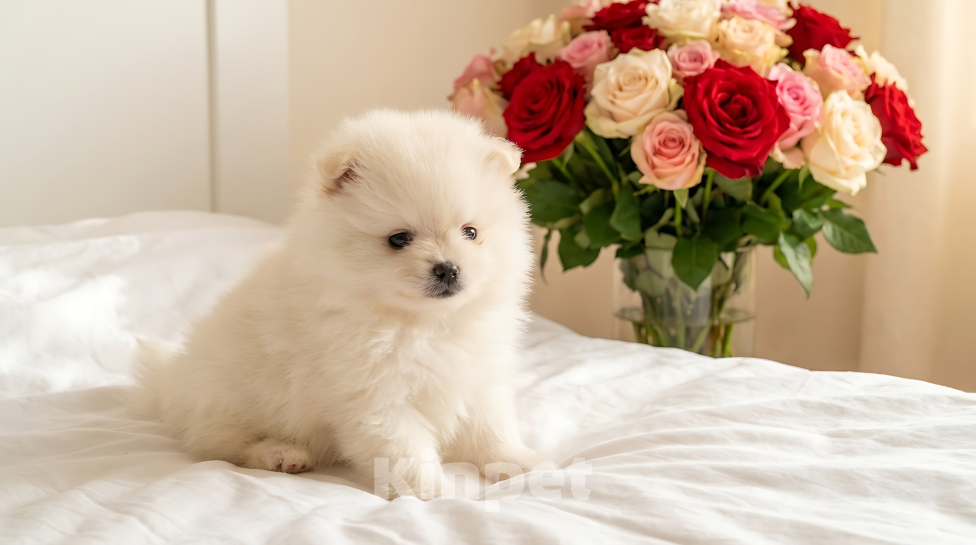 Собаки в Тюмени: Девочка шпиц Девочка, 25 000 руб. - фото 1