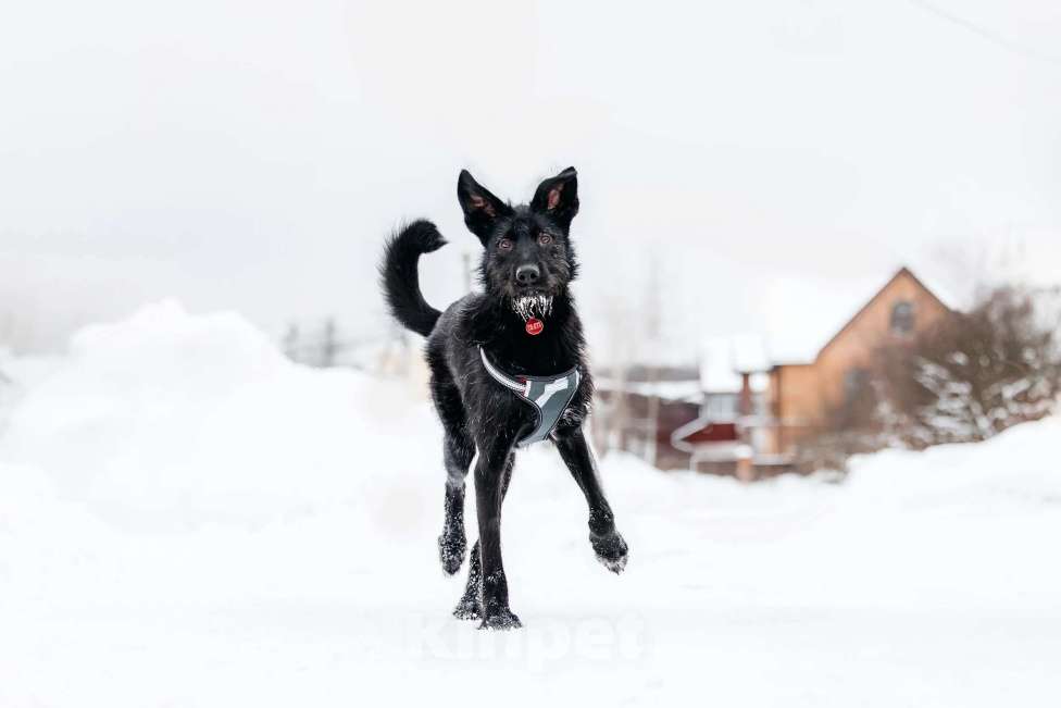 Собаки в Москве: Высокий бородатик Брэд в добрые руки Мальчик, 1 руб. - фото 2