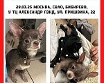 Собаки в Москве: Найдена чихуа девочка Лила Девочка, Бесплатно - фото 1