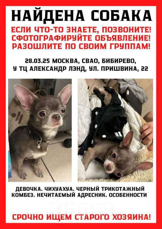 Собаки в Москве: Найдена чихуа девочка Лила Девочка, Бесплатно - фото 1