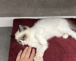 Кошки в Краснодаре: Рэгдолл котенок Девочка, 56 000 руб. - фото 4