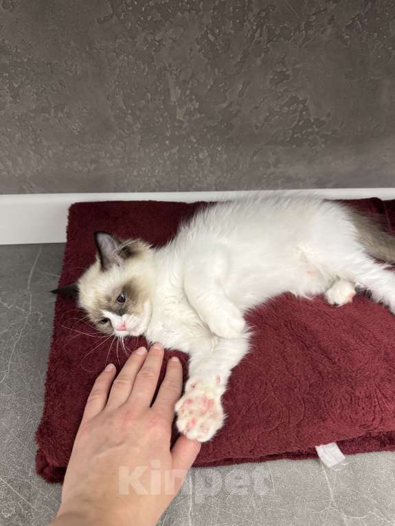 Кошки в Краснодаре: Рэгдолл котенок Девочка, 56 000 руб. - фото 4