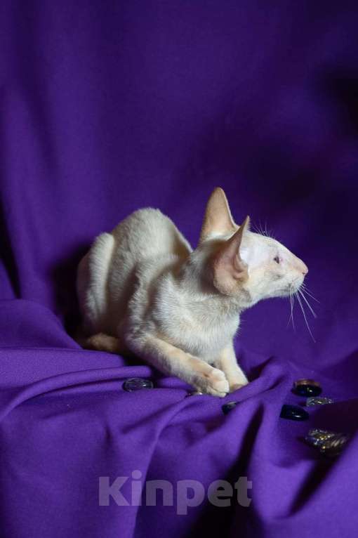 Кошки в Москве: Ориентальные котята Мальчик, Бесплатно - фото 2