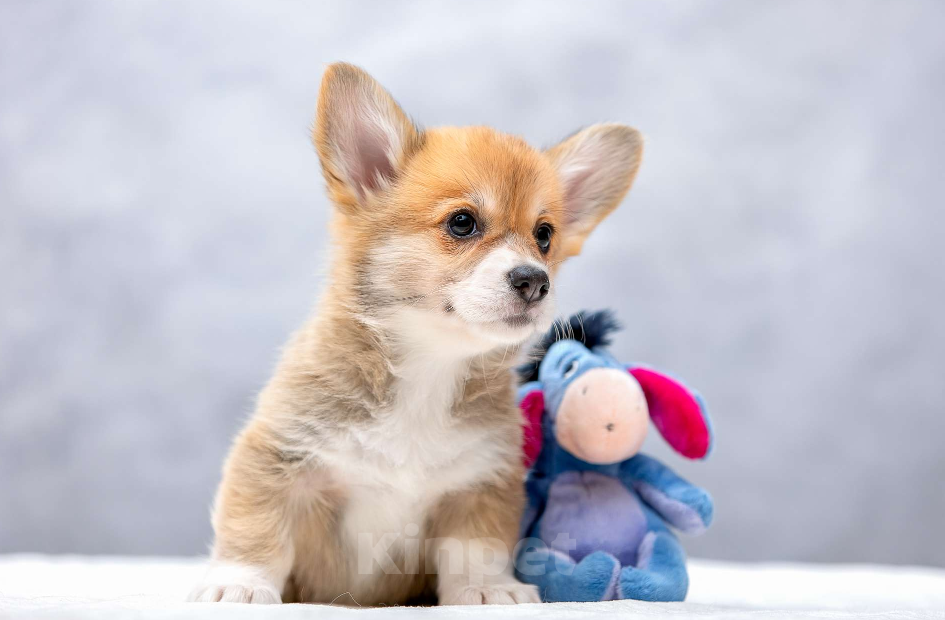 Собаки в Москве: Девочки корги Девочка, Бесплатно - фото 2