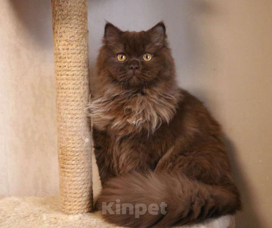 Кошки в Ростове-на-Дону: Шоколадная девочка Девочка, Бесплатно - фото 3