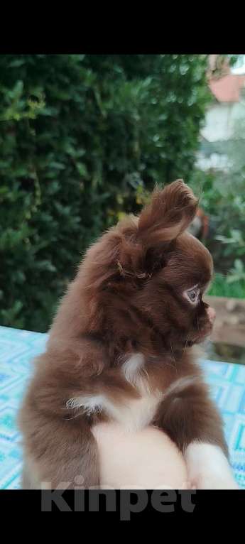 Собаки в Москве: МедвежоноЧИХ Мальчик, 50 000 руб. - фото 4