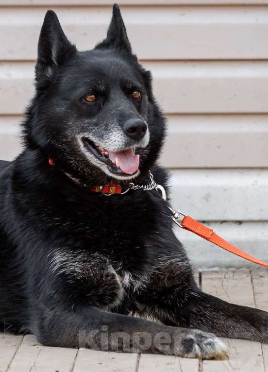 Собаки в Москве: Кама. Самые мудрые глаза Девочка, 1 руб. - фото 3