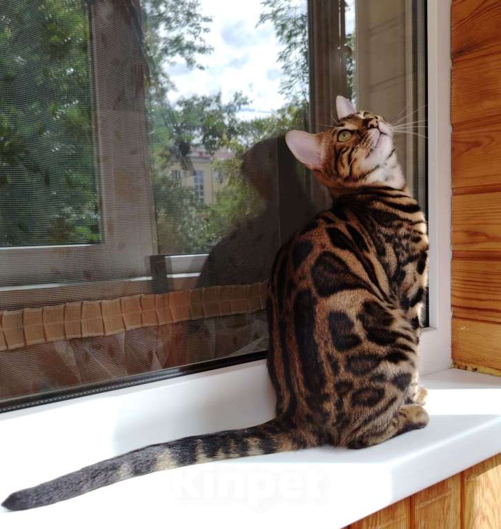 Кошки в Москве: Срочная продажа котенок девочка-подросток Девочка, Бесплатно - фото 5