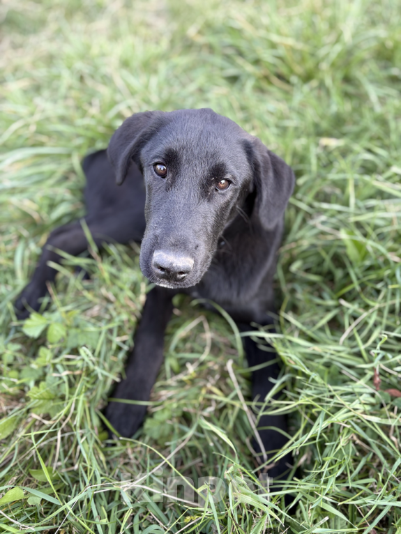 Собаки в других городах Краснодарского края: Уникальный щенок «ризеновчарик» мальчик Вудди Мальчик, 1 000 руб. - фото 2