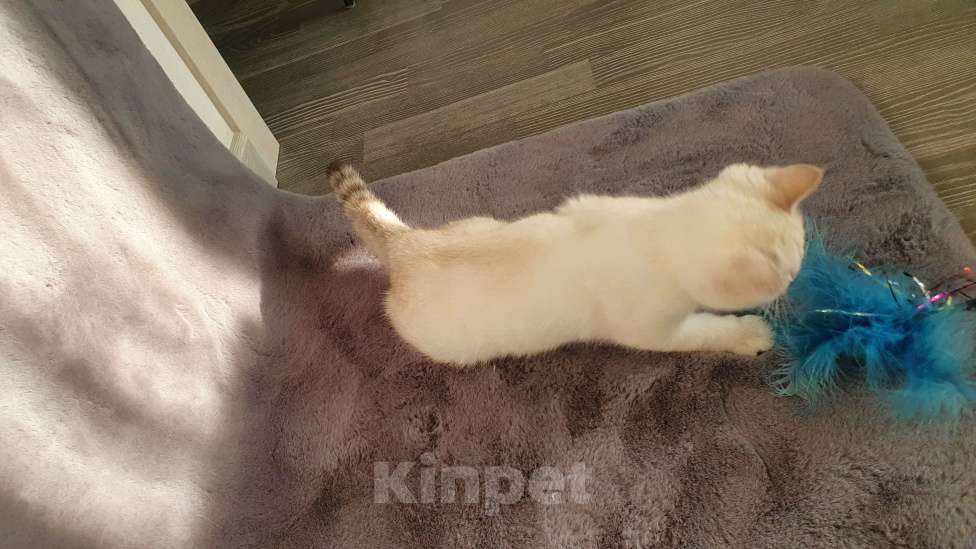 Кошки в Москве: Чистокровный белоснежный британский кот! Окрас ns 21 33  Мальчик, 40 000 руб. - фото 4